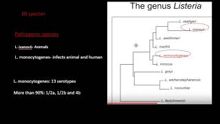 History of Listeria Listeria Infection Pathogenesis of Listeria monocytogens Part 2 [upl. by Markland]