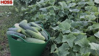 The BIG Secrets to a Bumper Squash and Cucumber Harvest [upl. by Inele]