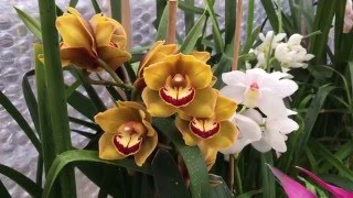 Cymbidiums—blooms and care [upl. by Komsa]