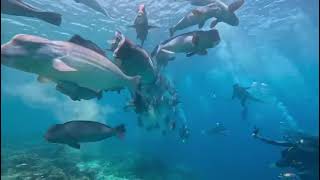 Diving  Sipadan  Humphead wrasse [upl. by Oigufer40]