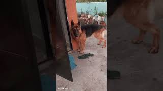 Morning 🌅 running Jack with me 🥳 😘 German shepherd double coat myjacku jackpatel trendingvideo [upl. by Lamak]