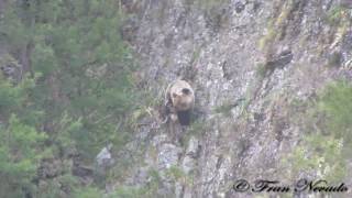 Hembra de oso pardo amamantando a su osezno  Asturias   HD [upl. by Neall]