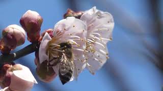 Japanese Honeybee Pollinates Japanese Apricot [upl. by Tempest]