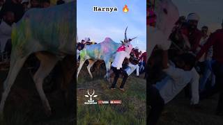 deshing thar maidan hind kesari haryana full Garam in fainal cowbailgadasharyattrendingshorts [upl. by Ernaldus]