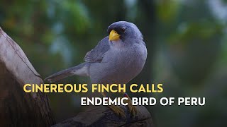 Cinereous Finch Singing  Relaxing Bird Calls from South America [upl. by Adnal]