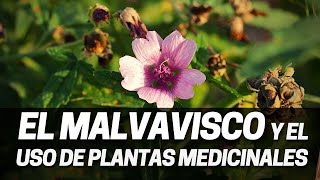 Propiedades medicinales del Malvavisco Althaea officinalis [upl. by Yrrehc]