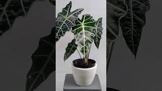 Alocasia Polly  Oreja de Elefante plants [upl. by O'Doneven]