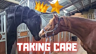 Taking care of Rising Star⭐ Do Queen👑Uniek amp Spidey look alike  Friesian Horses [upl. by Saile]