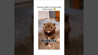 Mas que falta de vergonha 🙈 animais cachorros gatos pets humor br brasil humormemes pet [upl. by Llerahc]