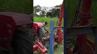 We started shredding of our animals fodder  Brachiaria Ruziziensis Napier grass etc [upl. by Ag]