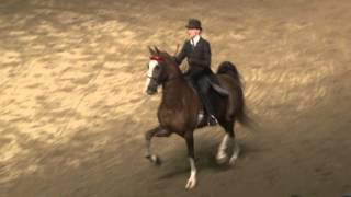 BIg E Saddle Show 15  Saddlebred Park Championship  Nut Guilty [upl. by Miharba]