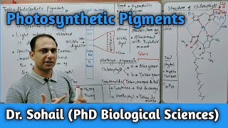 Photosynthetic Pigments  Structure of Chlorophyll  Accessory Pigments  11th Biology [upl. by Esetal460]