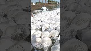 Vannamei Stocking  Vannamei Shrimps  Vannamei Shrimp Farming Videos  Shrimps  Aqua factory [upl. by Sille]