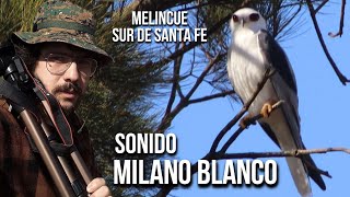 Milano blanco SONIDO 4K Elanus leucurus Bailarín Halcón Blanco Gavião peneira White tailed Kite [upl. by Buote]