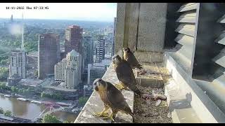 111022  367 Collins Street Falcons The Camera Turns [upl. by Gerty]