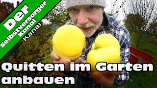 Quitten im Garten erfolgreich anbauen [upl. by Colb]