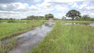 Watercrossing Khwai River Moremi GR Botswana [upl. by Araihc]