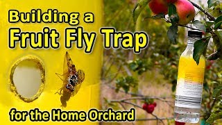 An effective Fruit Fly Trap for the Home Orchard  Reducing Medfly damage in Apples and other fruits [upl. by Ketti557]