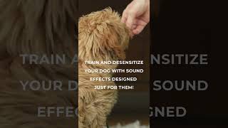 Train Your Dog to Stay Calm with Sound Desensitization 🐾  Dog Training Tips shorts [upl. by Haridan]