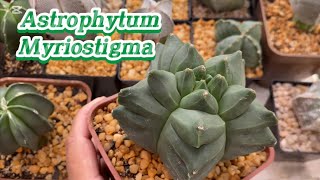 Astrophytums myriostigma da Minha Coleção [upl. by Romeyn807]