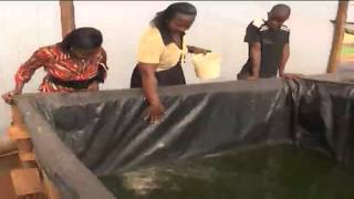 Kenyas highlands farmers embracing fish farming as an alternative source of income [upl. by Meehyrb434]