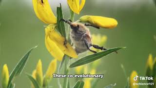 Evolution of Plant Pollination Syndromes [upl. by Ecilayram280]