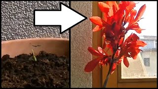 Time Lapse Of An Indian Shot Plant Growing [upl. by Azelea778]