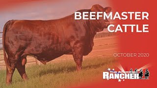 Beefmaster Cattle  The American Rancher [upl. by Cher]