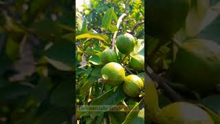 Ethylene gas for ripening fruits shorts [upl. by Daphna]