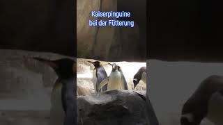 Kaiserpinguine bei der Fütterung Zoologische Woche🐧 Pingüinos emperador alimentándose 🐧🐧 [upl. by Aselehc]