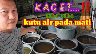 kutu air di bak kultur pada mati gara gara lakukan ini❓❓ [upl. by Job]