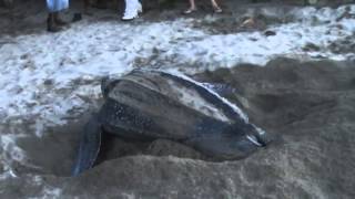 leatherback turtle laying eggs [upl. by Noseimaj62]