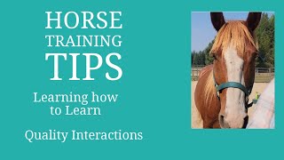 Horse Training Tips  Learning How to Learn Full length with Alternative Horsemanship [upl. by Airdnal]