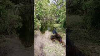 Riachuelo natural agricultura travel garden nature florida bosque [upl. by Moriyama54]