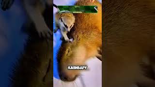 трогательная история суриката и капибары 🦝🦫 животные милыеживотные [upl. by Lorry]