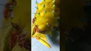 What Plants Are Eating Very Big Caterillar of a giant peacock moth Saturnia pyri Saturniidae [upl. by Adnalu]