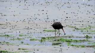 Variable Oystercatcher feeding [upl. by Eolc]