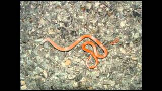 RED BELLIED SNAKE [upl. by Ahseyd]