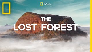 The Lost Forest  Nobel Peace Prize Shorts [upl. by Tarkany468]