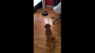 My dog scared of Roomba [upl. by Karp]