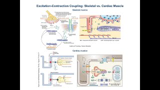 Excitation Contraction Coupling in Cardiac vs Skeletal Muscle [upl. by Iolanthe926]