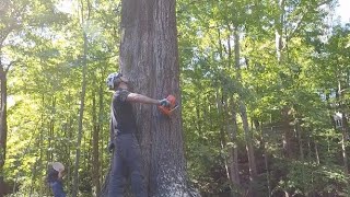 Falling a red oak spar with lightning protection [upl. by Nylirehc]