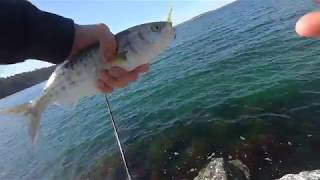 Tasmanian School Holidays Fishing Highlights Bream Salmom Couta and Mackerel [upl. by Eimma]