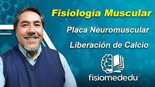 Placa Neuromuscular y liberación de calcio en el músculo esquelético [upl. by Merta]