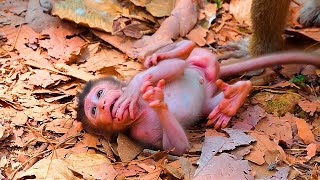 Lovely Real life of a cute baby monkey when living with his mother  Real Angkor Monkey [upl. by Nesila]