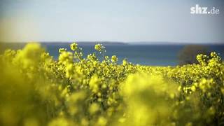 Rapsblüte in SchleswigHolstein [upl. by Spillar]