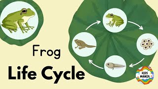 From Egg to Superjump The Frog Life Cycle Explained [upl. by Fineberg]