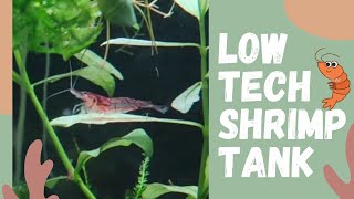 How To Setup a No Water Change Shrimp Tank [upl. by Estelle]