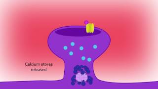 Reading calcium to write memories the importance of CaMKII autophosphorylation [upl. by Antone]