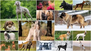 All 288 Dog Breeds  How many do you know [upl. by Notxam785]